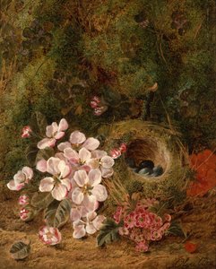 Nido di uccelli da Oliver Clare